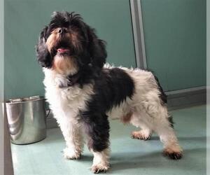 Shih Tzu-Unknown Mix Dogs for adoption in Moreno Valley, CA, USA