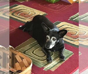 Dorgi Dogs for adoption in Ceres, VA, USA