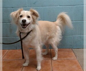 Cocker Spaniel Dogs for adoption in Downey, CA, USA