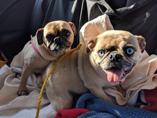 Frenchie Pug Dogs for adoption in Wilmington, DE, USA