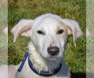 Great Pyrenees-Unknown Mix Dogs for adoption in Huntley, IL, USA
