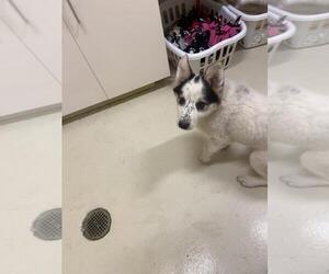 Mutt Dogs for adoption in Fremont, CA, USA