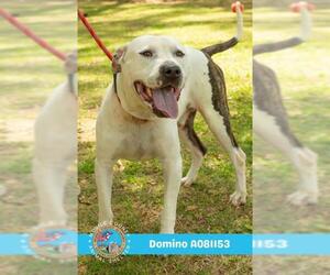 Staffordshire Bull Terrier Dogs for adoption in Mobile, AL, USA