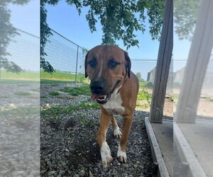 Labrador Retriever-Unknown Mix Dogs for adoption in DuQuoin, IL, USA