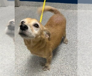 Chihuahua-Unknown Mix Dogs for adoption in Pasadena, TX, USA