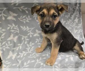 German Shepherd Dog-Unknown Mix Dogs for adoption in HESPERIA, CA, USA