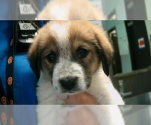 Anatolian Shepherd Dogs for adoption in Tulsa, OK, USA