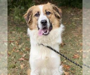 Collie Dogs for adoption in Denison, TX, USA