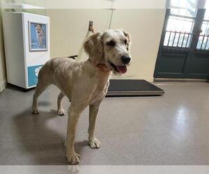 Poodle (Standard)-Unknown Mix Dogs for adoption in Pasadena, CA, USA