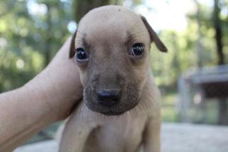 Medium Photo #1 Mutt Puppy For Sale in Warwick, RI, USA