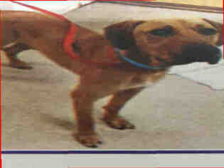 Plott Hound Dogs for adoption in Upland, CA, USA