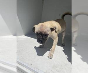 Pug-Unknown Mix Dogs for adoption in Houston, TX, USA