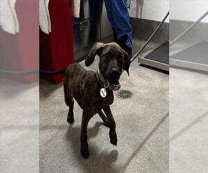Plott Hound Dogs for adoption in Forestville, MD, USA