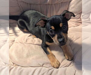 Jack Chi Dogs for adoption in Olalla, WA, USA