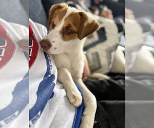 Collie Dogs for adoption in Winter, WI, USA