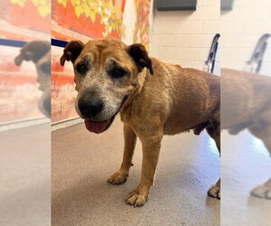 German Shepherd Dog-Unknown Mix Dogs for adoption in San Bernardino, CA, USA