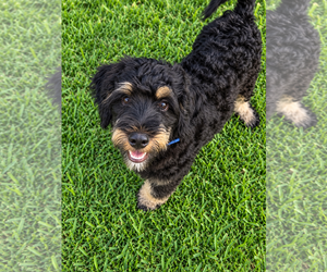 Bernese Mountain Dog-Poodle (Miniature) Mix Dogs for adoption in Valrico, FL, USA