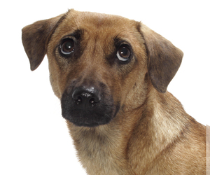 Basset Hound Dogs for adoption in Oakland Park, FL, USA