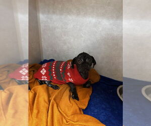 Shih Tzu-Unknown Mix Dogs for adoption in Oak Bluffs, MA, USA