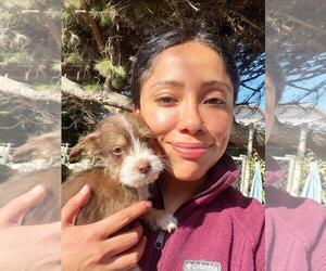 Mutt Dogs for adoption in San Diego, CA, USA