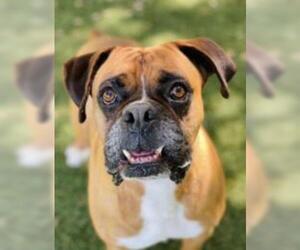 Boxer Dogs for adoption in Salinas, CA, USA
