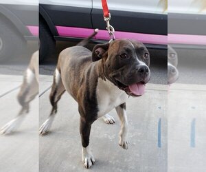 Bullboxer Pit Dogs for adoption in Modesto, CA, USA