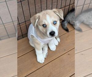 - Mix Dogs for adoption in miami, FL, USA