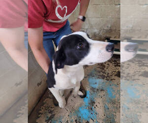 Labrador Retriever-Unknown Mix Dogs for adoption in Linton, IN, USA