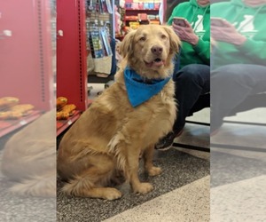 Golden Retriever Dogs for adoption in Southampton, NY, USA