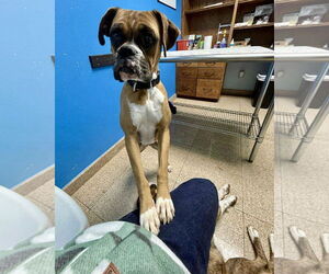 Boxer Dogs for adoption in Dumont, NJ, USA