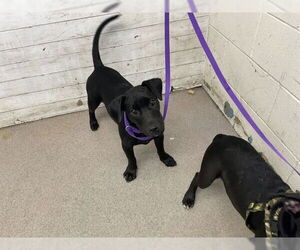 American Pit Bull Terrier Dogs for adoption in San Bernardino, CA, USA