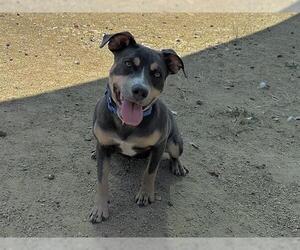 American Pit Bull Terrier-Unknown Mix Dogs for adoption in Martinez, CA, USA