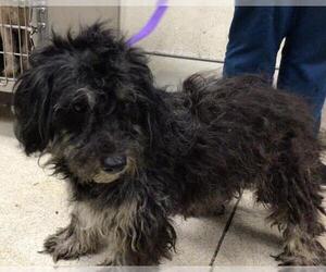Mutt Dogs for adoption in Riverside, CA, USA