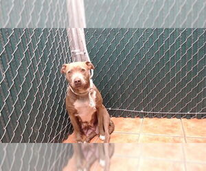 Mutt Dogs for adoption in Downey, CA, USA