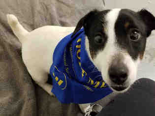Parson Russell Terrier-Unknown Mix Dogs for adoption in Roslindale, MA, USA