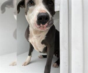 American Pit Bull Terrier-Unknown Mix Dogs for adoption in Houston, TX, USA