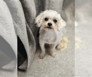 Maltipoo Dogs for adoption in Phoenix, AZ, USA