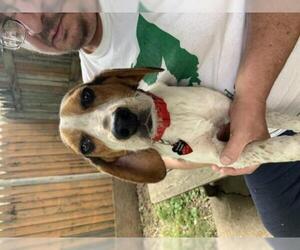 Beagle Dogs for adoption in Amherst, OH, USA
