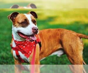 American Pit Bull Terrier-Unknown Mix Dogs for adoption in Dumfries, VA, USA