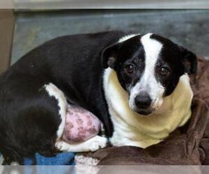 Dachshund Dogs for adoption in Martinez, CA, USA