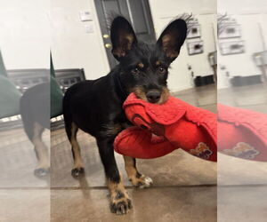 Mutt Dogs for adoption in Queen Creek, AZ, USA