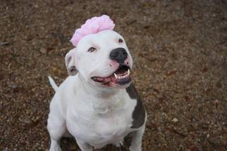 Bullypit Dogs for adoption in Columbus, MS, USA