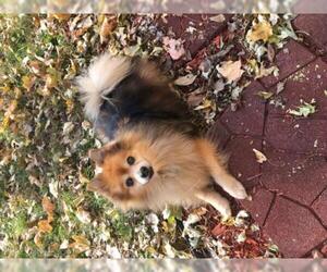 Pomeranian Dogs for adoption in bloomington, IL, USA