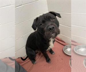German Wirehaired Pointer-Staffordshire Bull Terrier Mix Dogs for adoption in Rosenberg, TX, USA