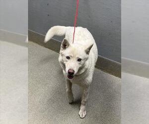 Siberian Husky-Unknown Mix Dogs for adoption in Las Vegas, NV, USA