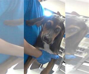 Beagle-Unknown Mix Dogs for adoption in Fayetteville, NC, USA