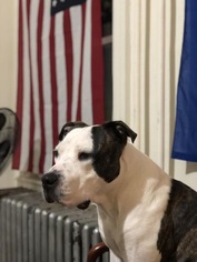 Bulldog-Unknown Mix Dogs for adoption in Williston, VT, USA