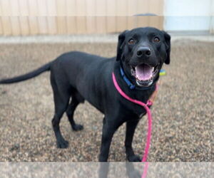 Mutt Dogs for adoption in Bemidji, MN, USA