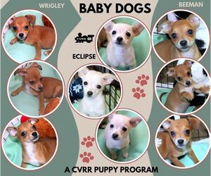 Chihuahua-Unknown Mix Dogs for adoption in Lindsay, CA, USA