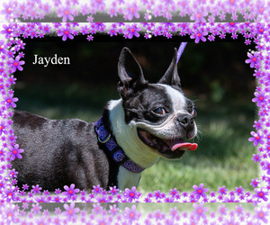 Boston Terrier Dogs for adoption in New Castle DE, DE, USA